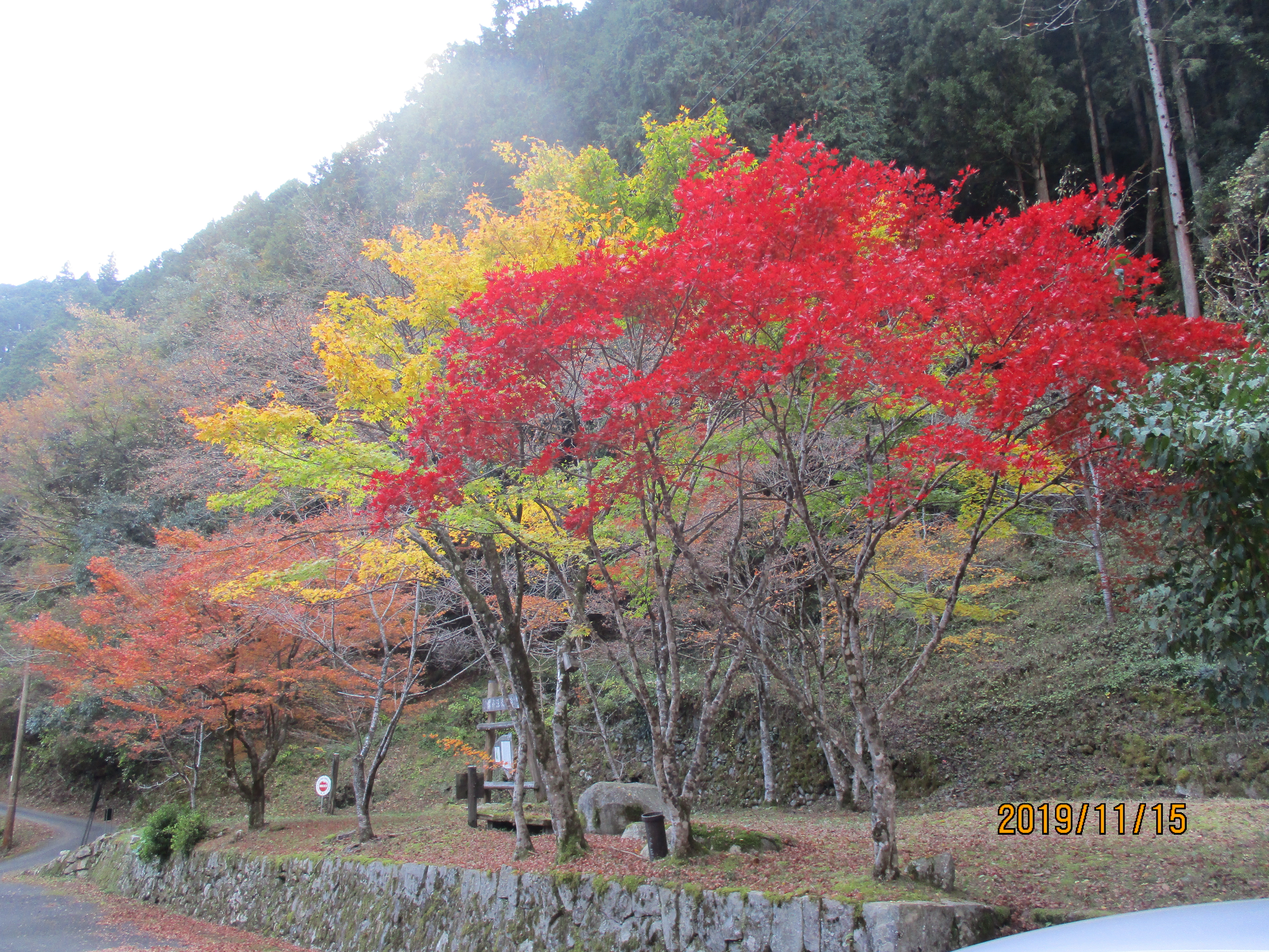 紅葉ドライブ