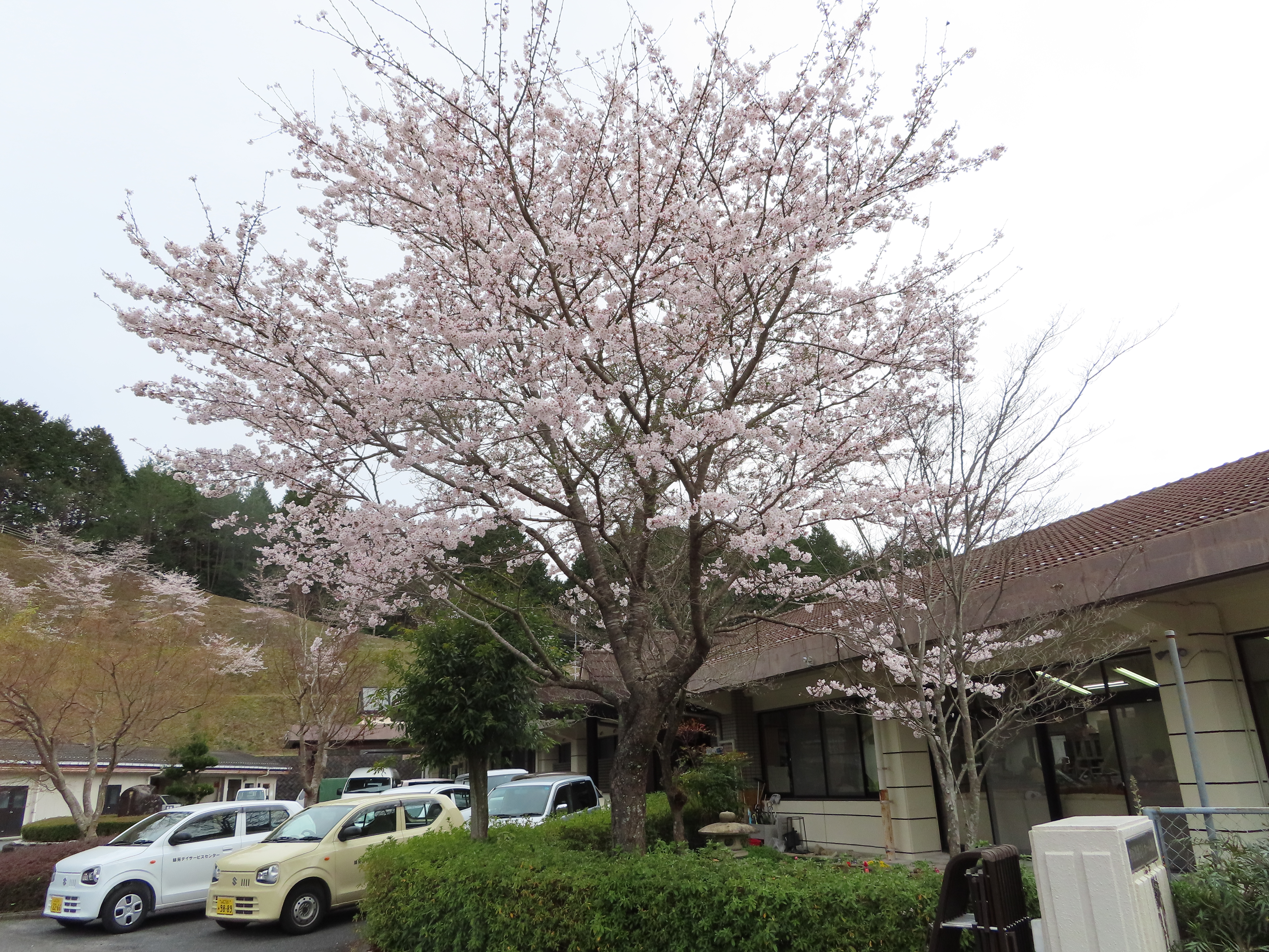 【錦苑】桜満開！