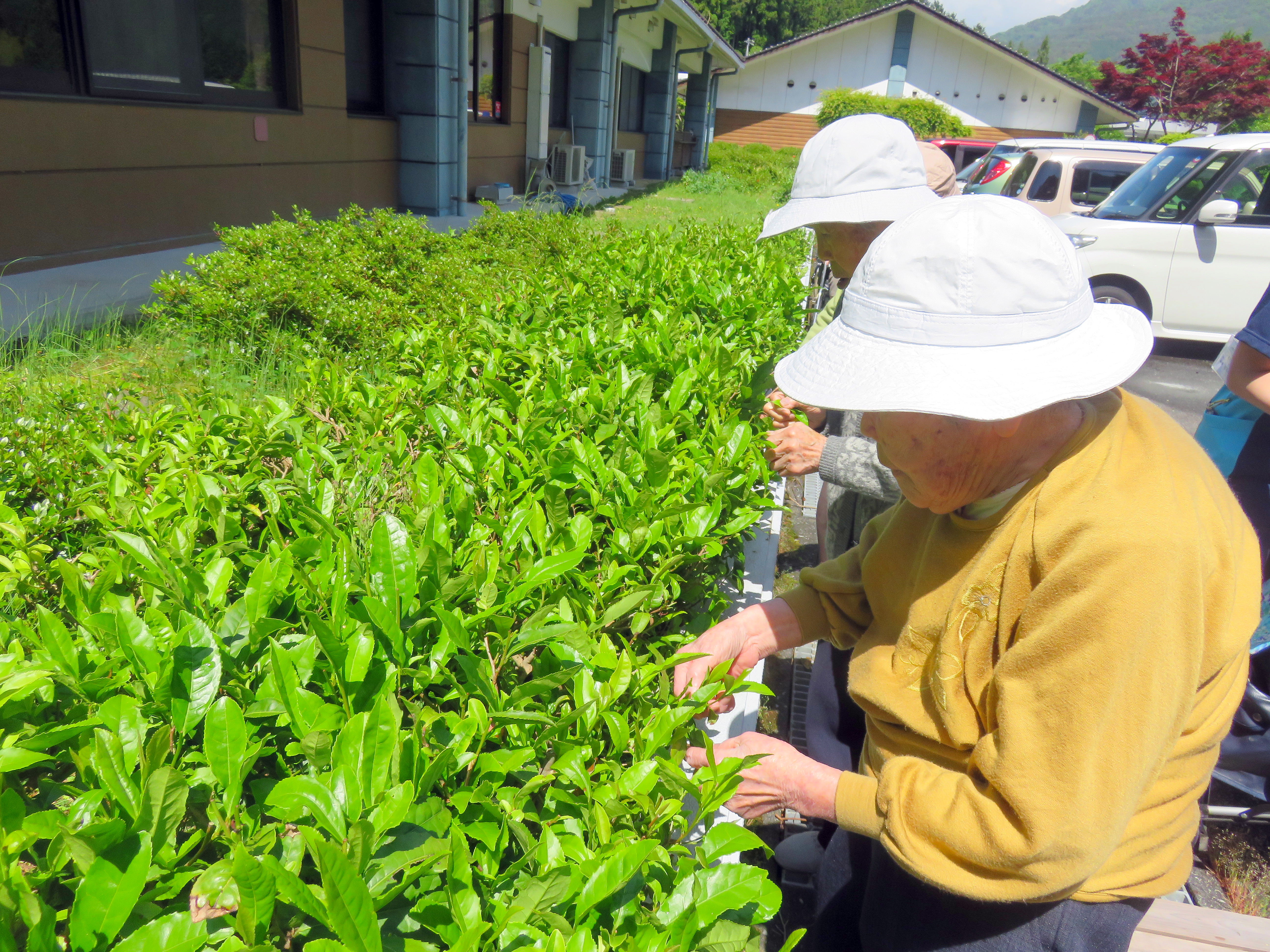 茶摘み