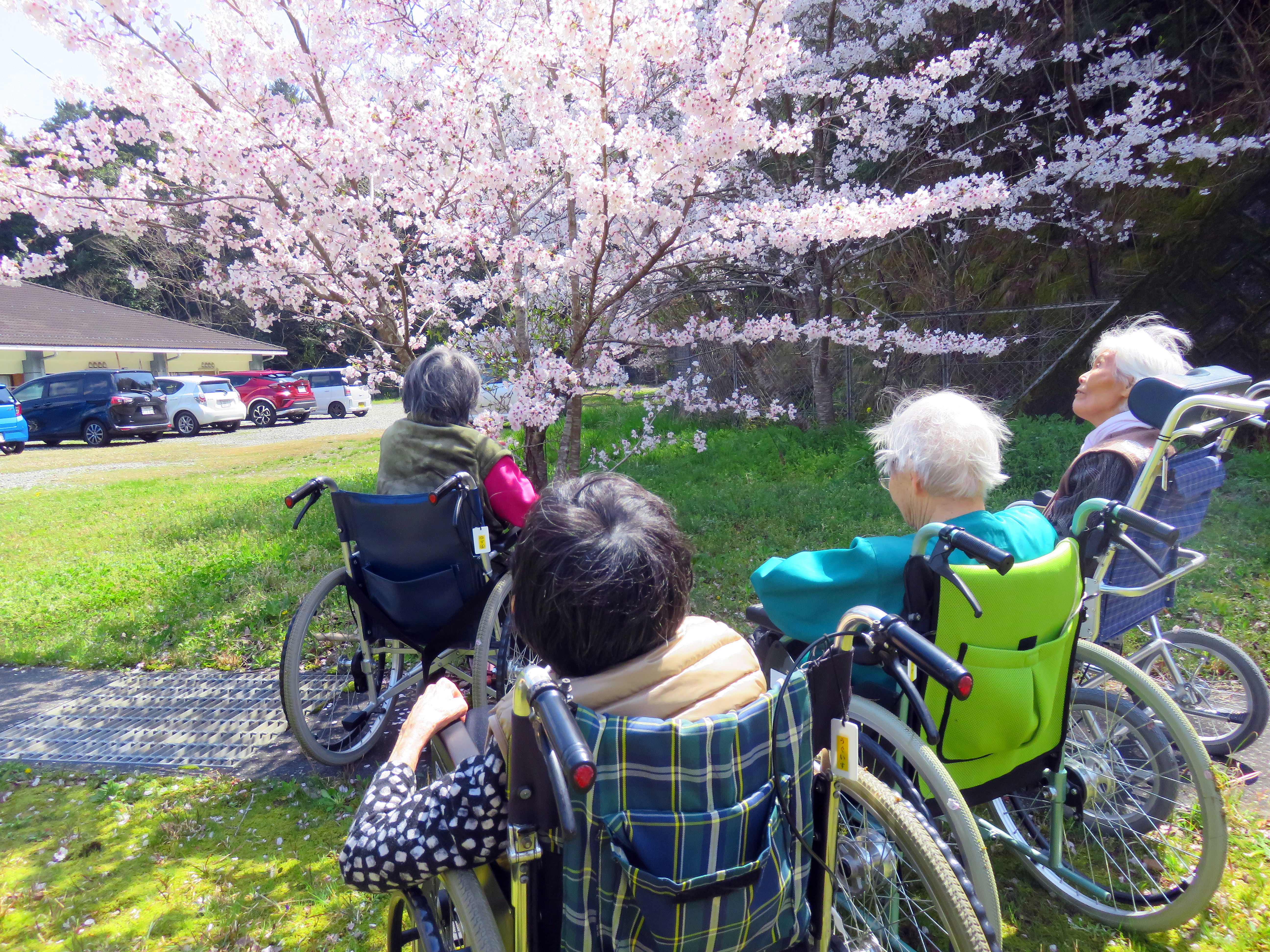 【あさぎりの郷】お花見